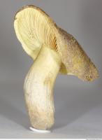 Photo Texture of Mushroom 0014